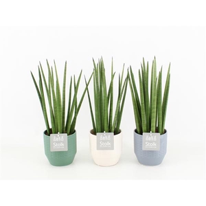 Sansevieria Cylindrica in Expression keramiek