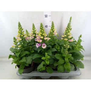Digitalis   ...