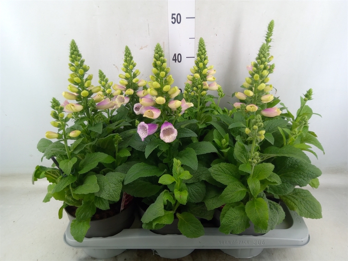 <h4>Digitalis   ...</h4>