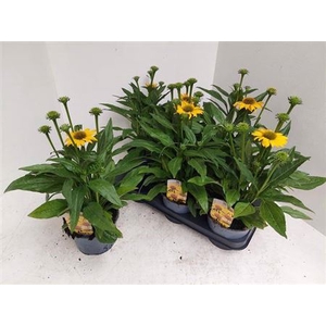 Echinacea Sombrero Lemon Yellow