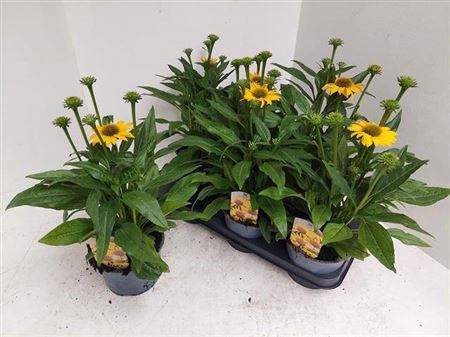 <h4>Echinacea Sombrero Lemon Yellow</h4>