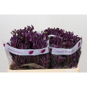 Anigozanthos Bush Merlot