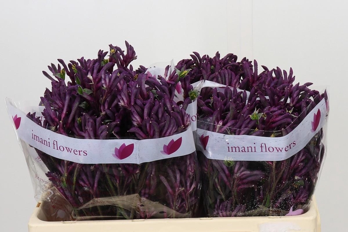 <h4>Anigozanthos Bush Merlot</h4>