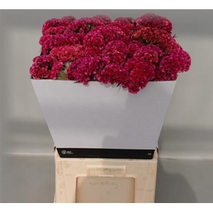 CEL C SOLID ROSE