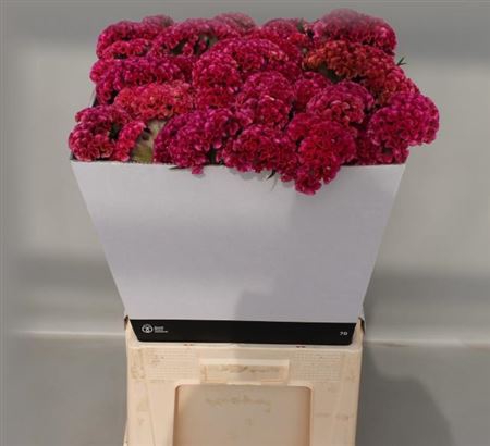 CEL C SOLID ROSE