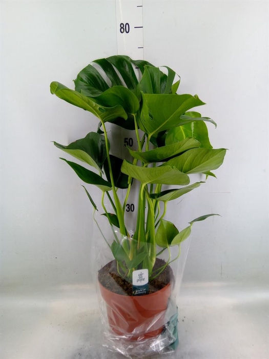 <h4>Monstera delic.</h4>