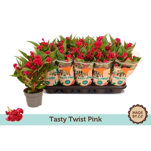 Celosia Tasty Twist Pink