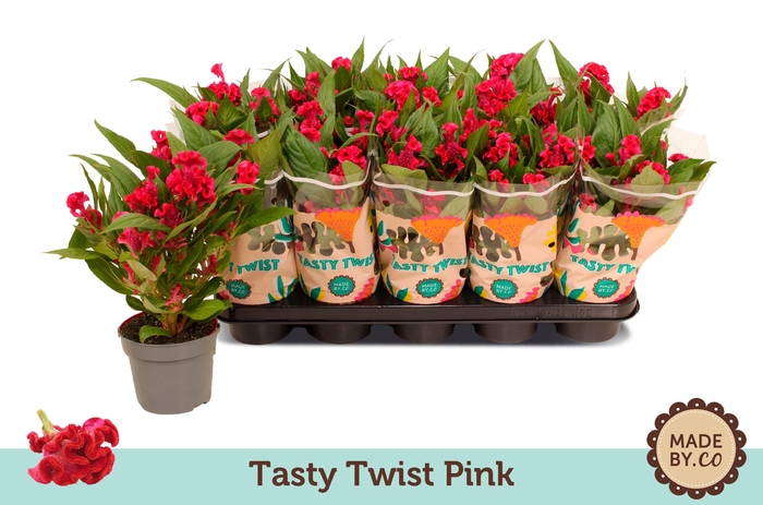 <h4>Celosia Tasty Twist Pink</h4>