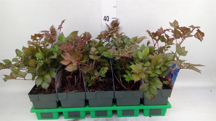 <h4>Astilbe   ...</h4>