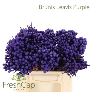 Brunia Leavis Purple