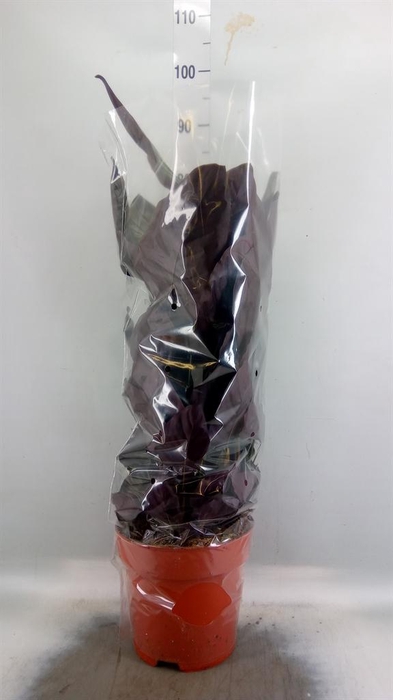 <h4>Calathea sanderiana</h4>