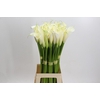 Zantedeschia Eydolls White