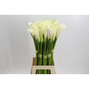Zantedeschia Eydolls White