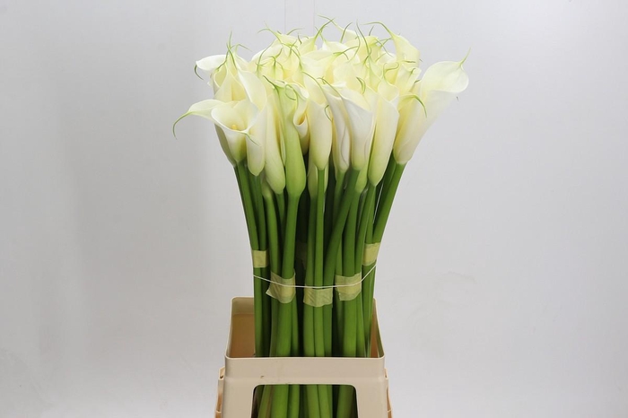 Zantedeschia Eydolls White