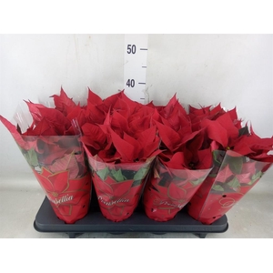 Euphorbia pulc. 'Princ Indian Red'