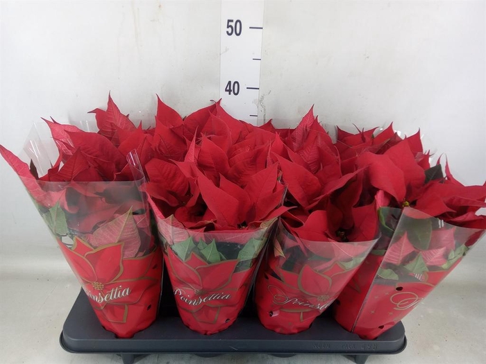 <h4>Euphorbia pulc. 'Princ Indian Red'</h4>