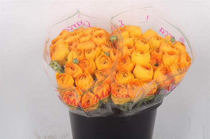 <h4>Ran.. Su Sunrise Extra</h4>