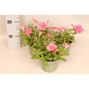 Petunia Coral pink