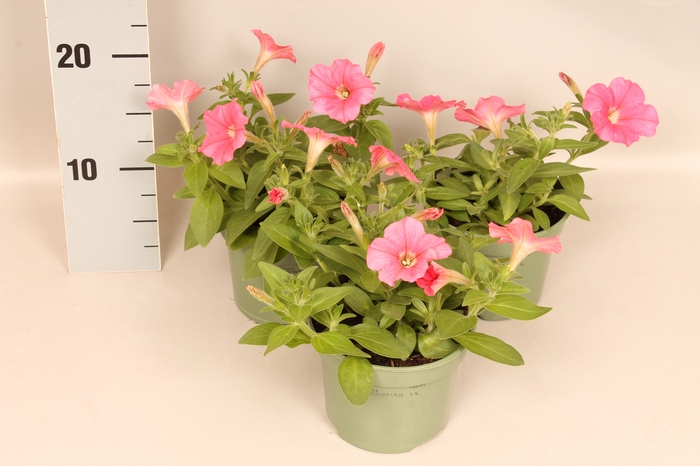 <h4>Petunia Coral pink</h4>