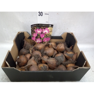 Flowerbulbs, corns or tubers   ...