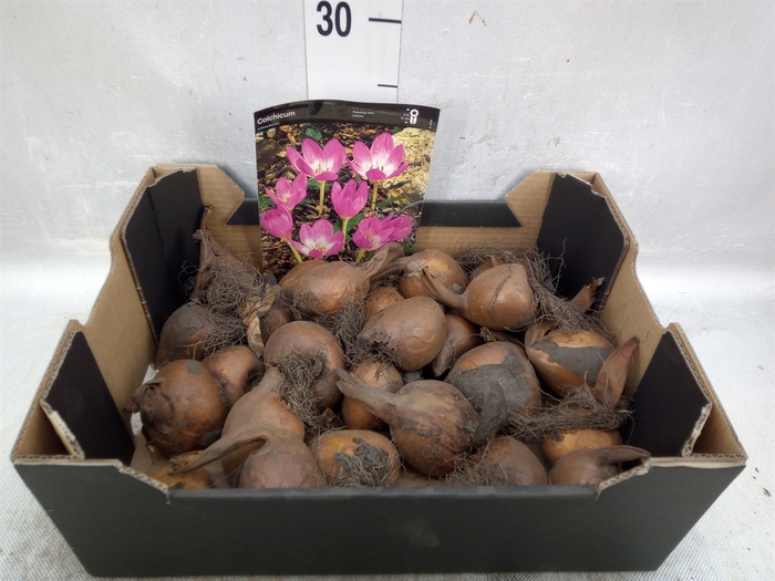 <h4>Flowerbulbs, corns or tubers   ...</h4>