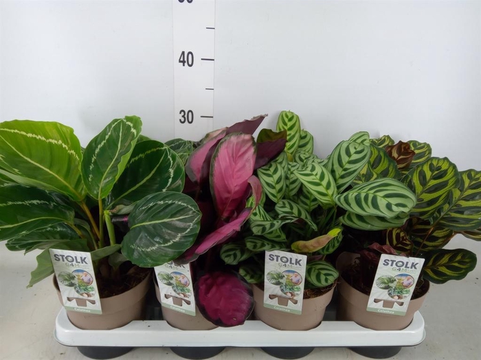<h4>Calathea   ...mix 4</h4>