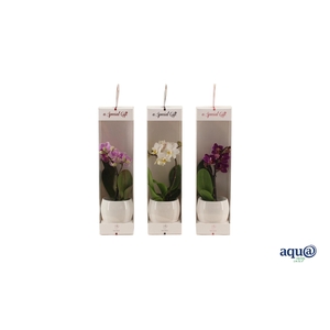 Lisa White Tiny Dolls Mix 1T7+ Aqu@ in Giftbox