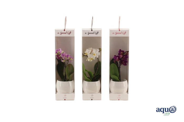 <h4>Lisa White Tiny Dolls Mix 1T7+ Aqu@ in Giftbox</h4>