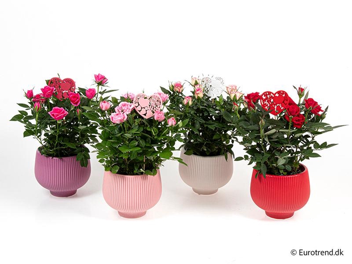 <h4>ROSA-HYBRID KUVERT</h4>