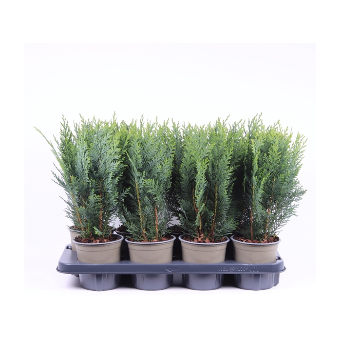 <h4>Chamaecyparis lawsoniana 'Columnaris'</h4>