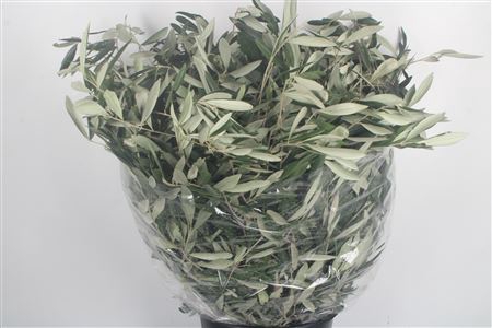 <h4>Olijf Per Bunch 400 Gram</h4>