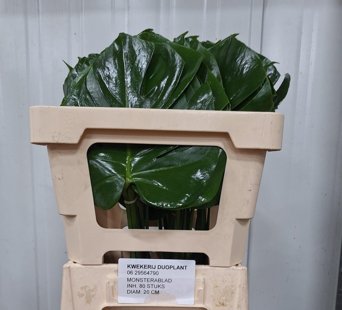 <h4>MONSTERA BLAD 20cm Ø</h4>