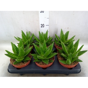 Aloe perfoliata