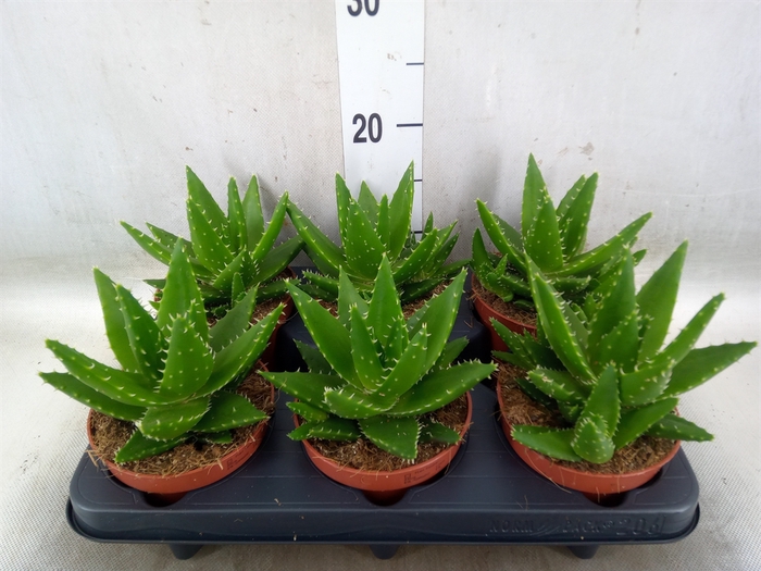 <h4>Aloe perfoliata</h4>