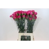 Dianthus St Bizet