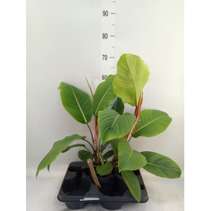 Philodendron   ...