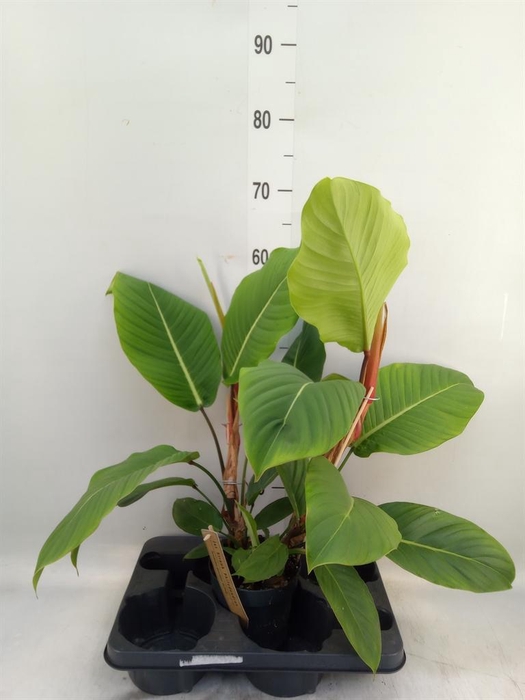 <h4>Philodendron ...</h4>