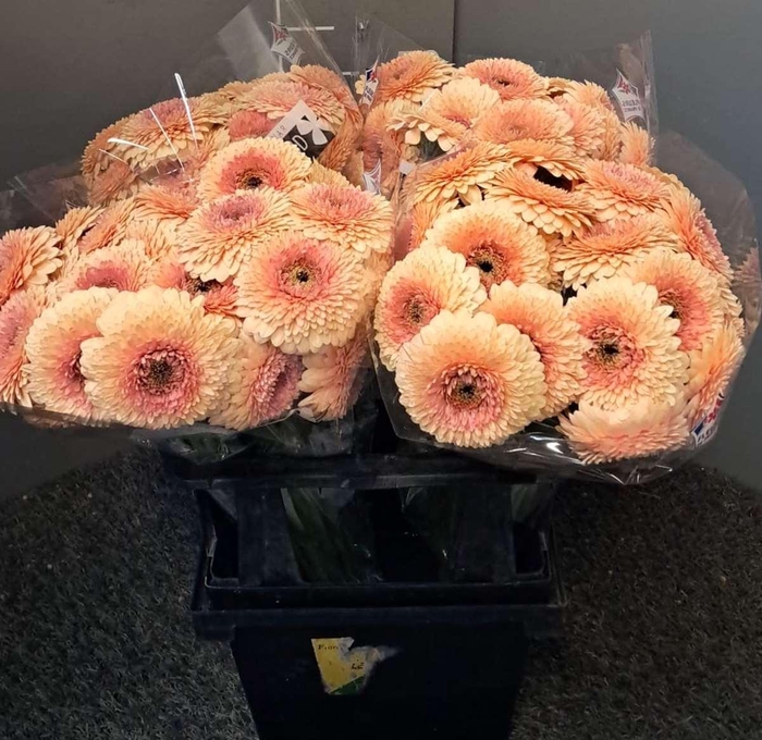 <h4>Ge Mi Bolero Jay Jay</h4>