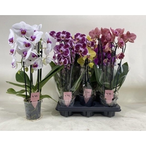 PHAL GEM