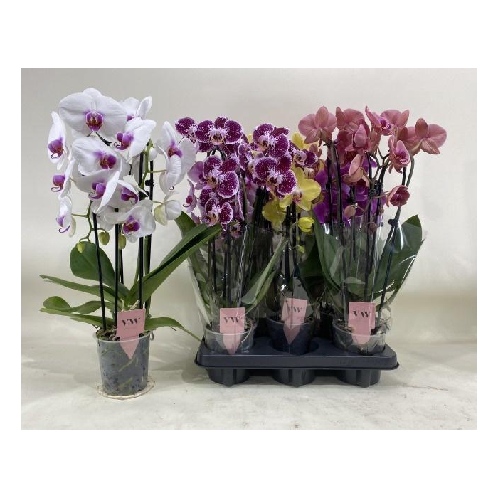 <h4>PHAL GEM</h4>
