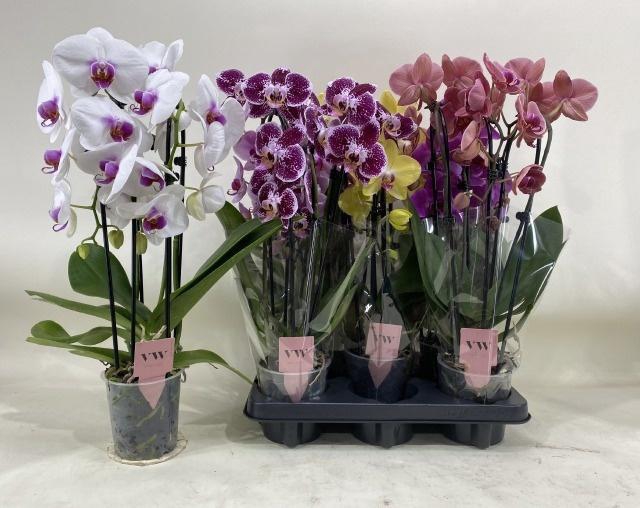 PHAL GEM