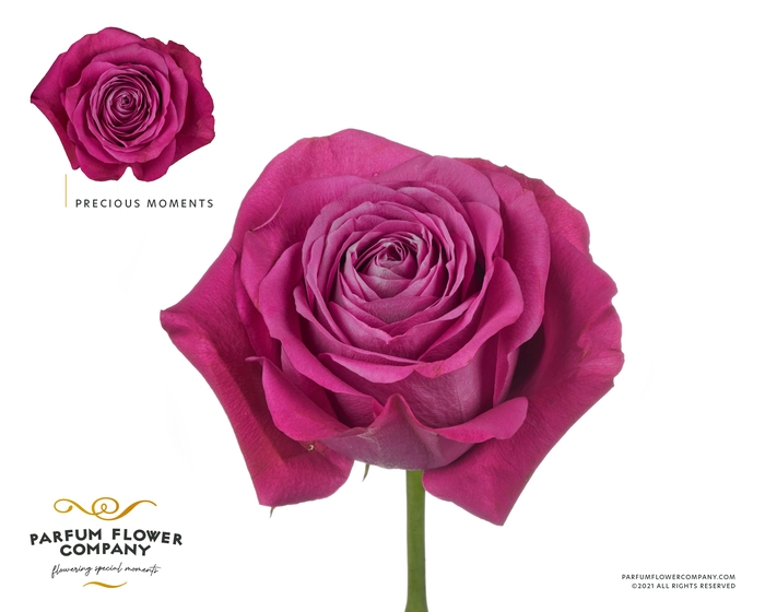 <h4>Rosa Premium Precious Moments</h4>