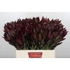 Leucadendron Saf Sunset Dark R.