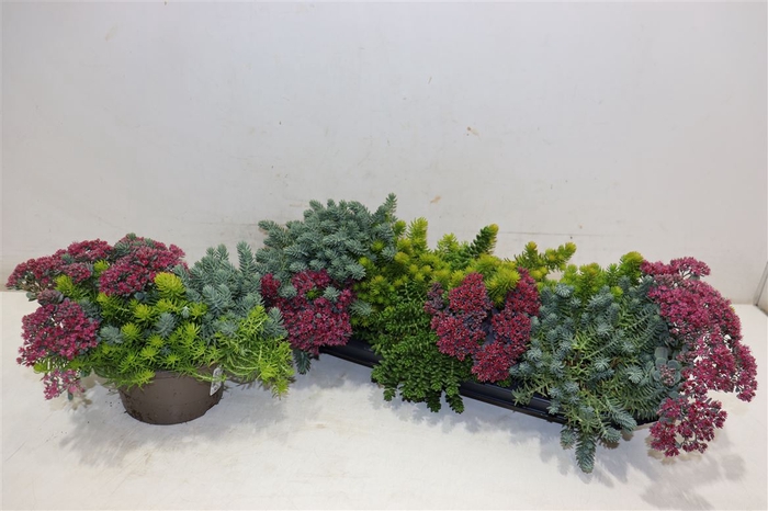 <h4>Sedum Gem In Pot</h4>