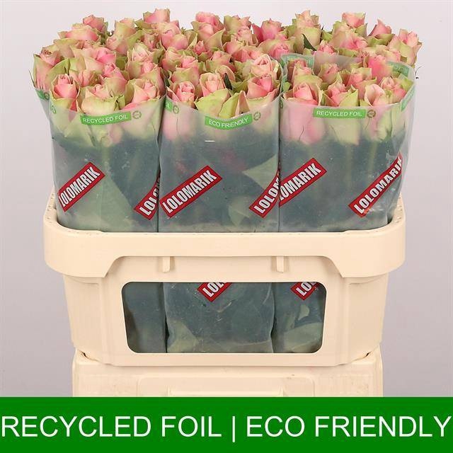 <h4>R Gr Belle Rose Extra Lolo</h4>