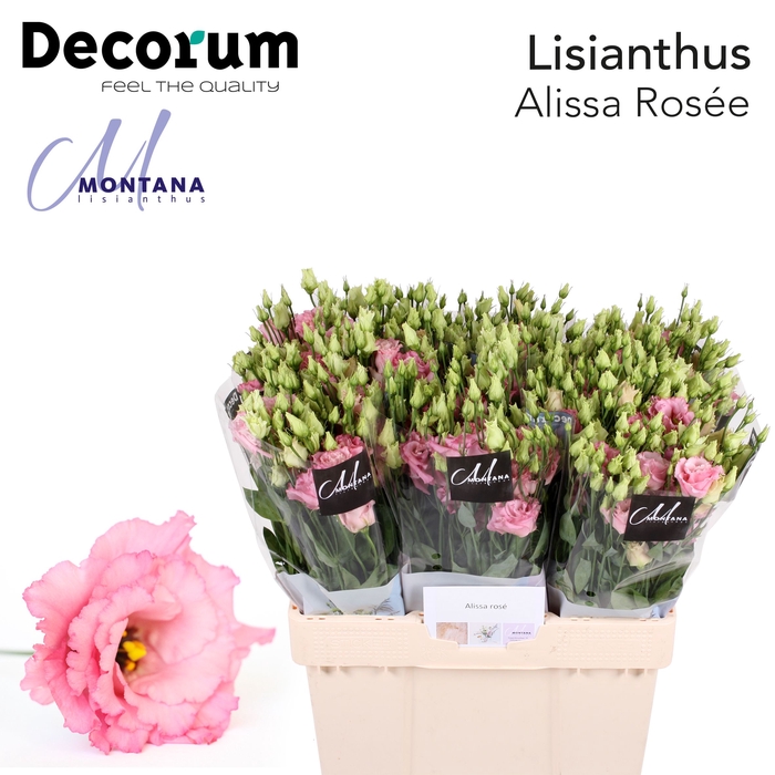 <h4>Lisianthus Alissa rose pink 60cm</h4>