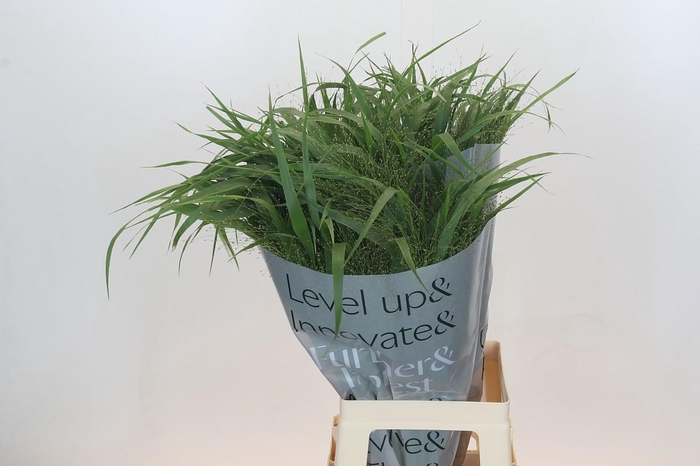 <h4>Panicum Fountain</h4>