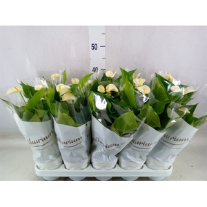 Anthurium andr. 'White Champion'
