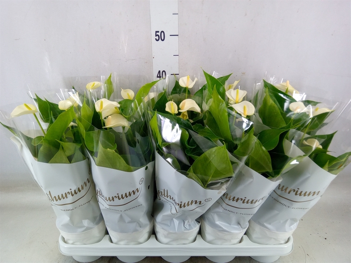 <h4>Anthurium andr. 'White Champion'</h4>