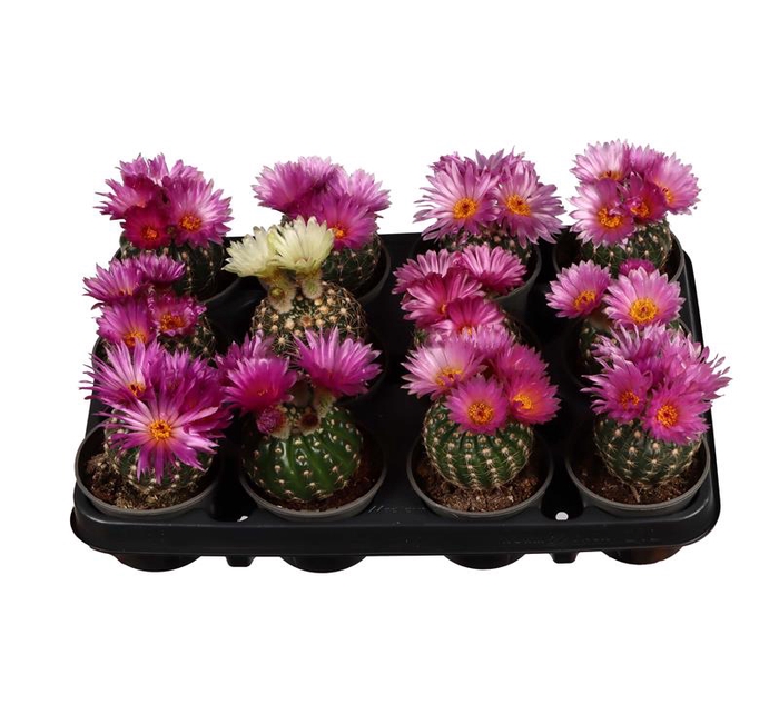 <h4>CACTACEAE P9</h4>